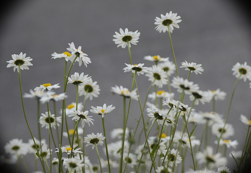 Unser Garten im Juni