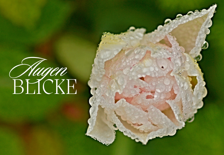 Augenblick im Garten