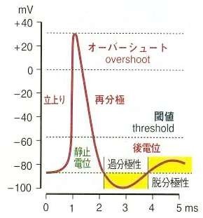 活動電位