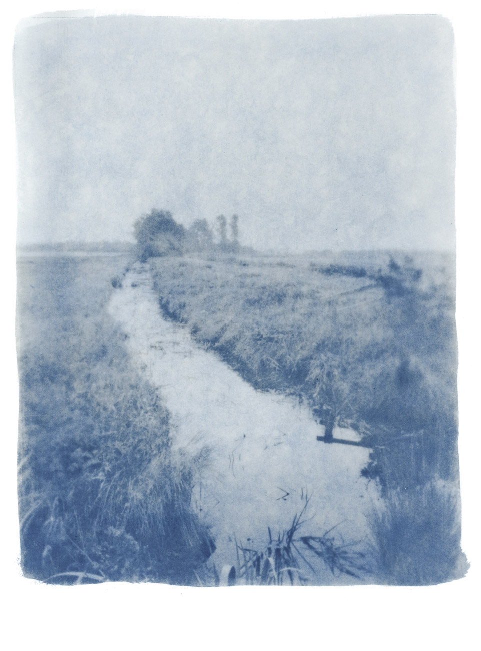 Moor landscape  - toned cyanotype