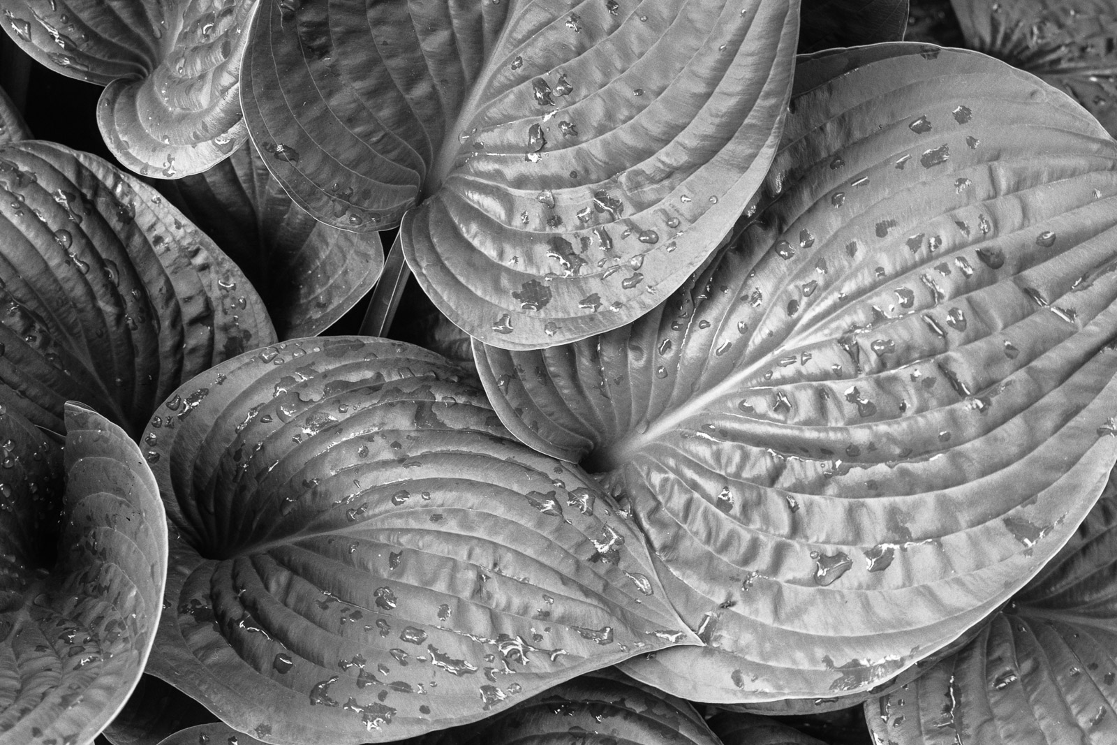 Hosta leaves