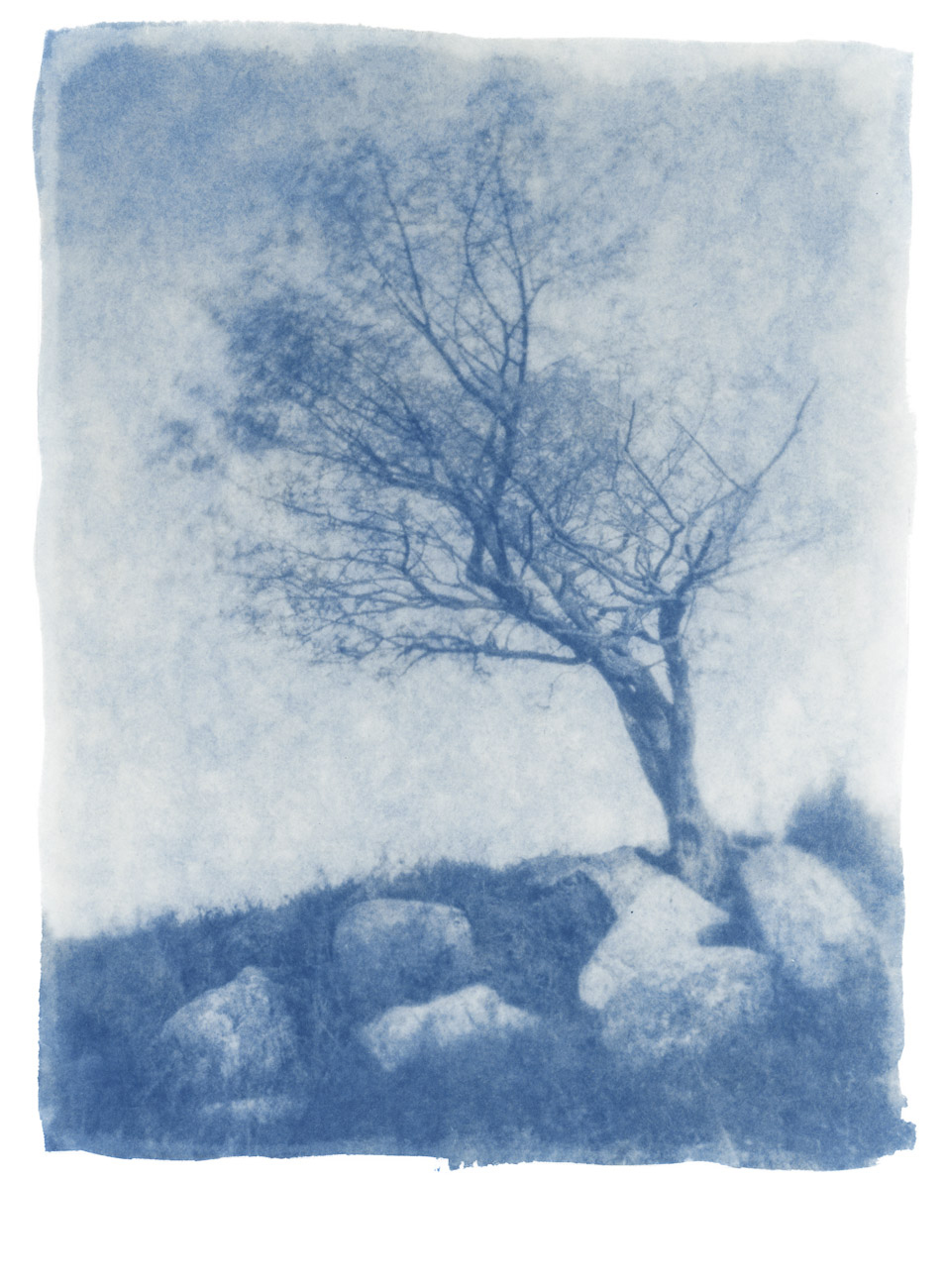 Tree and rocks  - toned cyanotype