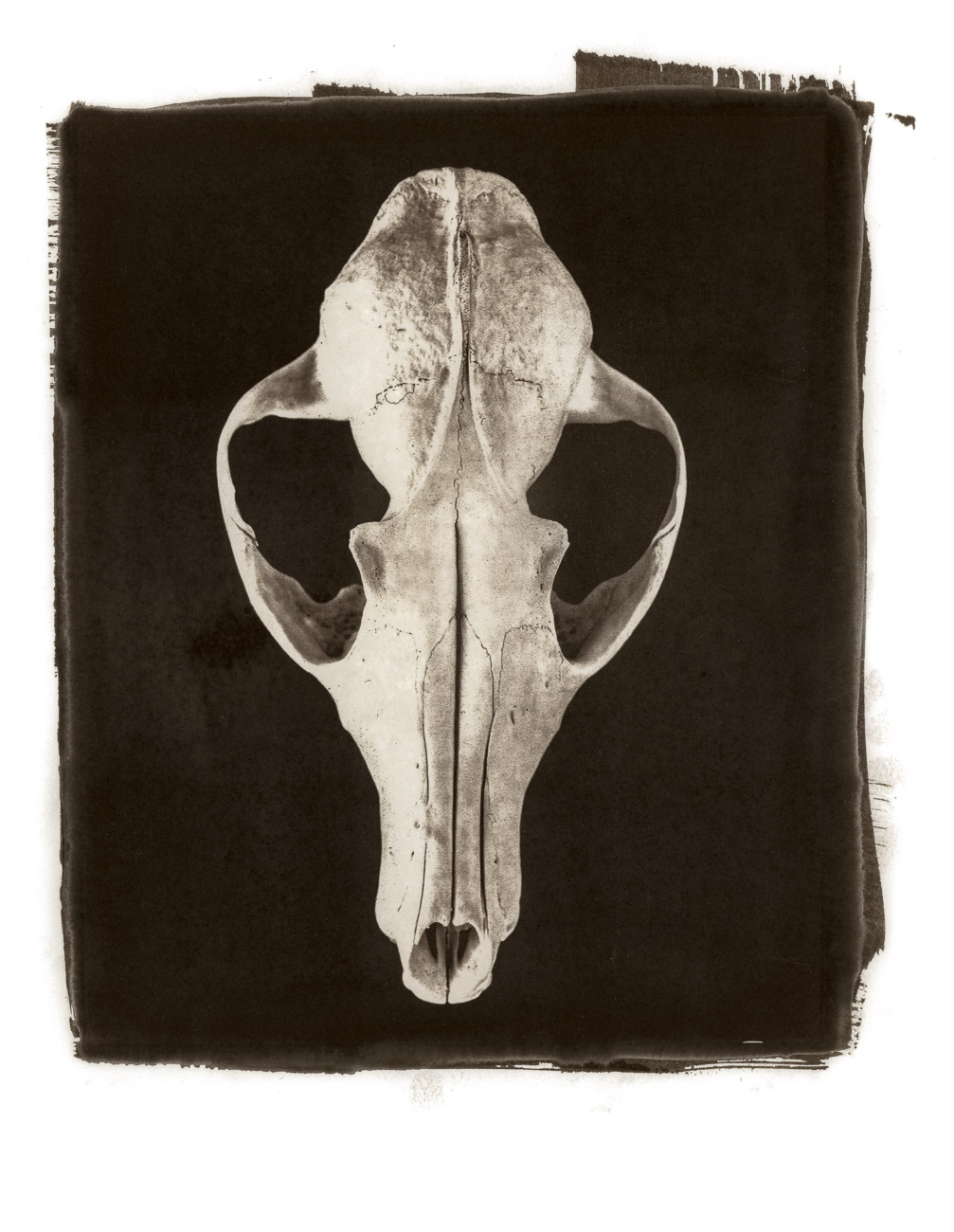  Fox skull - Van Dyke Brown print