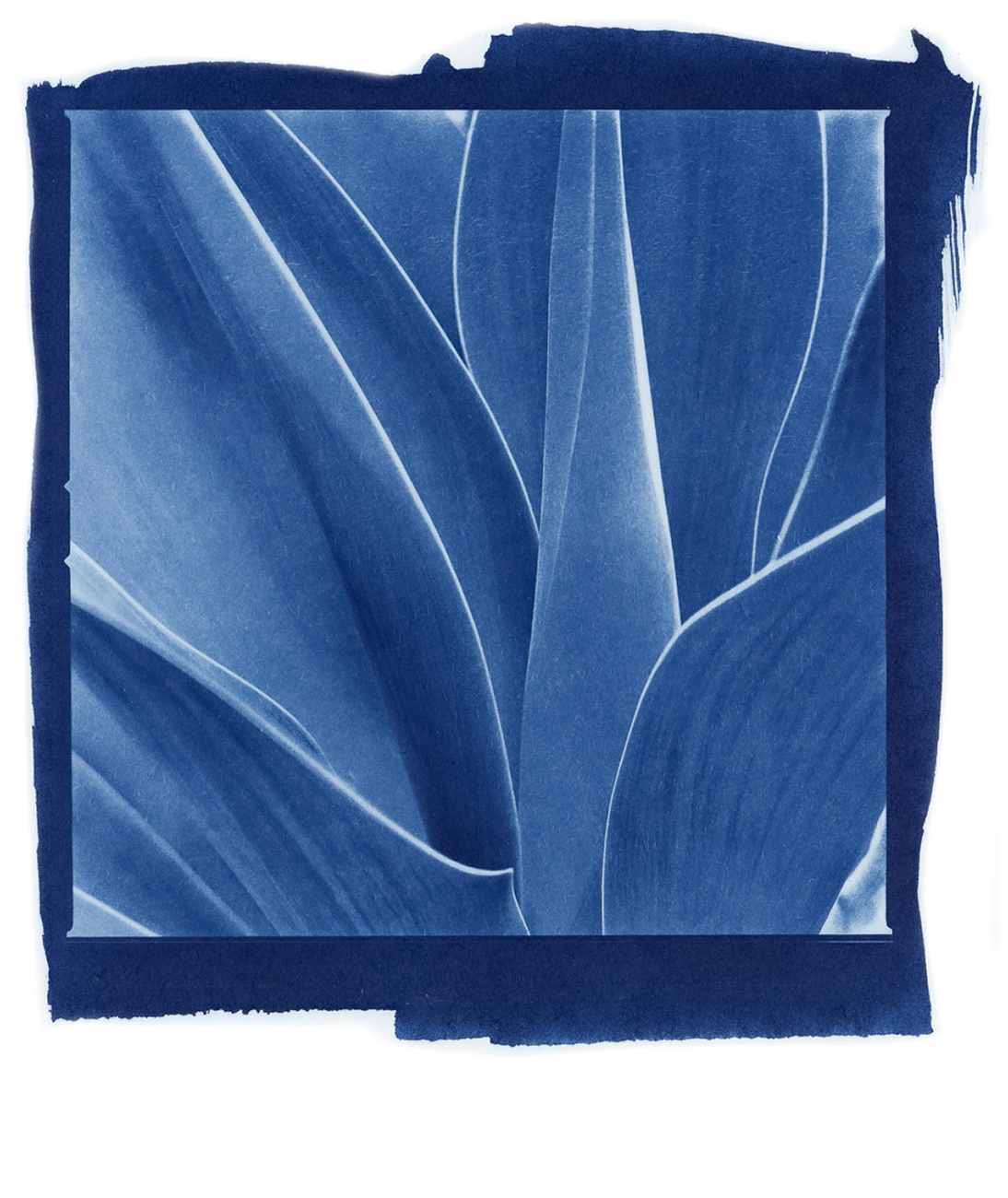 Leaves - cyanotype