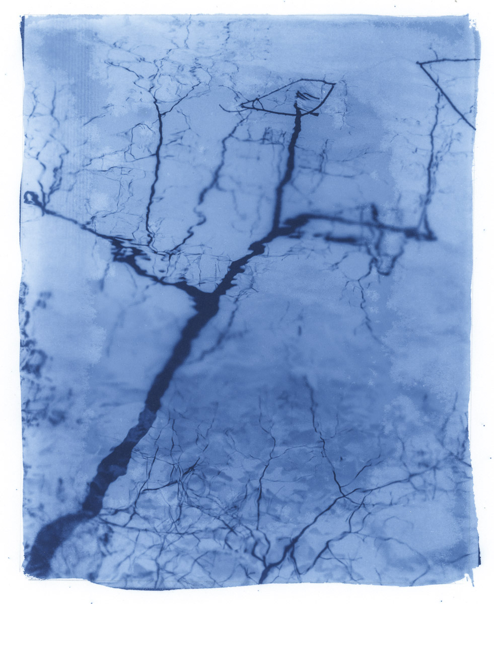 Reflections  - cyanotype