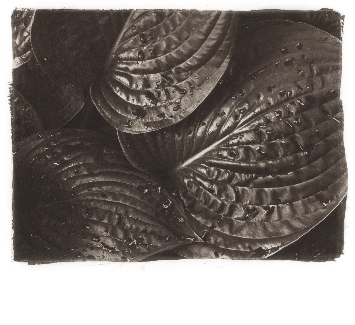 Leaves - Van Dyke Brown print