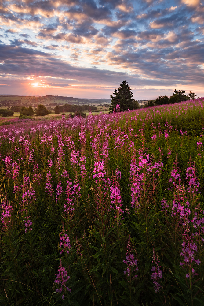 Die Blüte des Langblättrigen Weidenröschens ist immer wieder aufs Neue beeindruckend, vor allem bei einem solch dramatischen Sonnenaufgang.