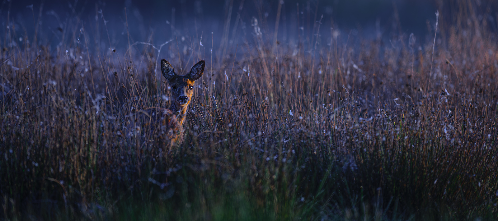 Wildtierfotografie