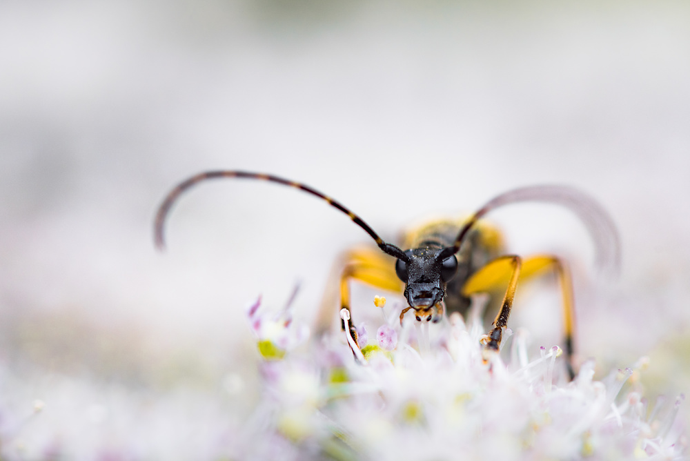 An den Waldrändern finden sich im Hochsommer unzählige Insekten wie beispielsweise dieser Bockkäfer