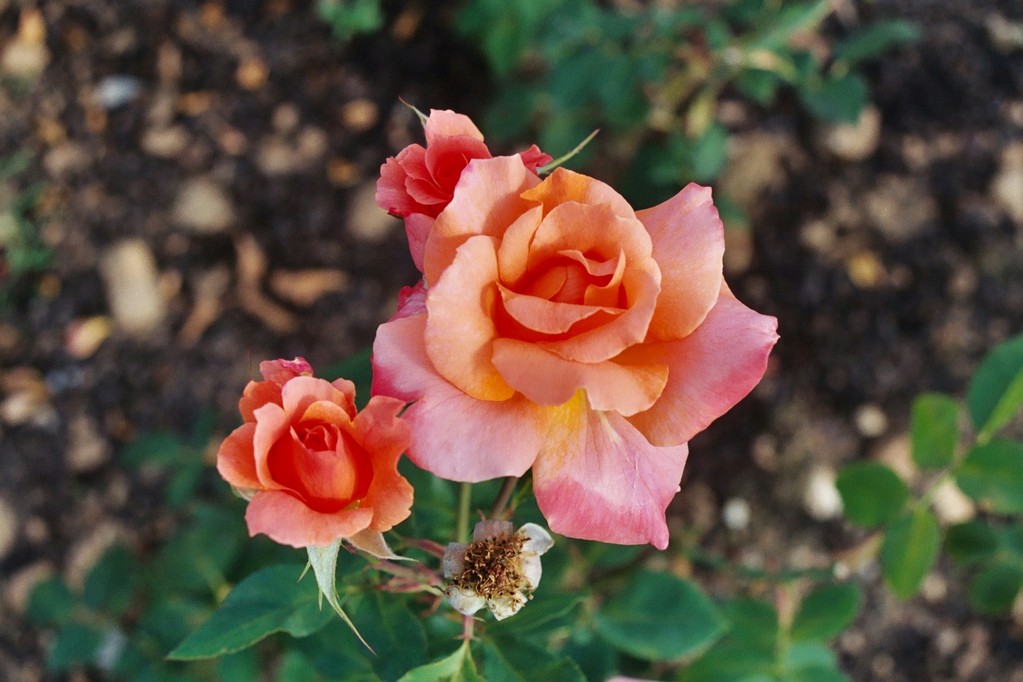 Roses dans les Vosges