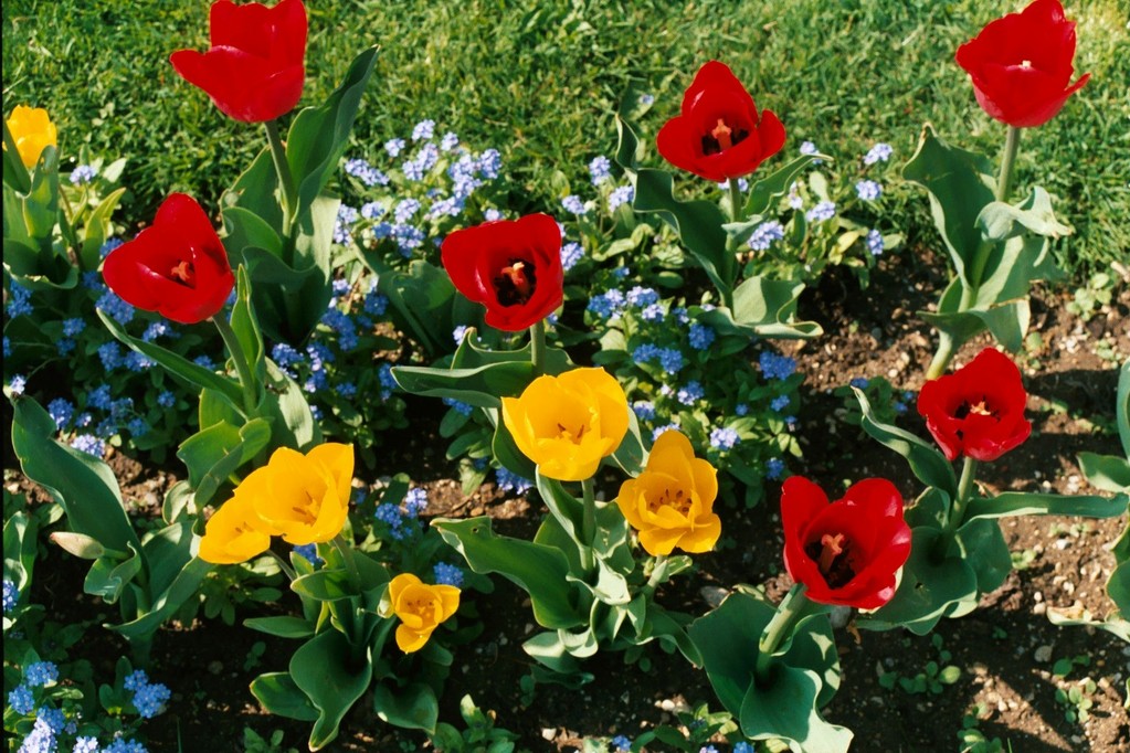 Tulipes au bord du Lac de Neuchatel
