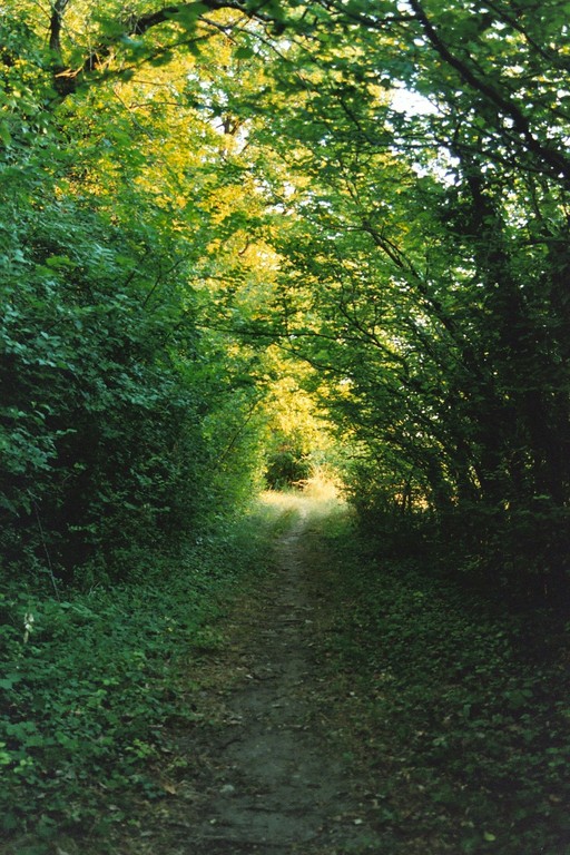 Chemin en lumière...
