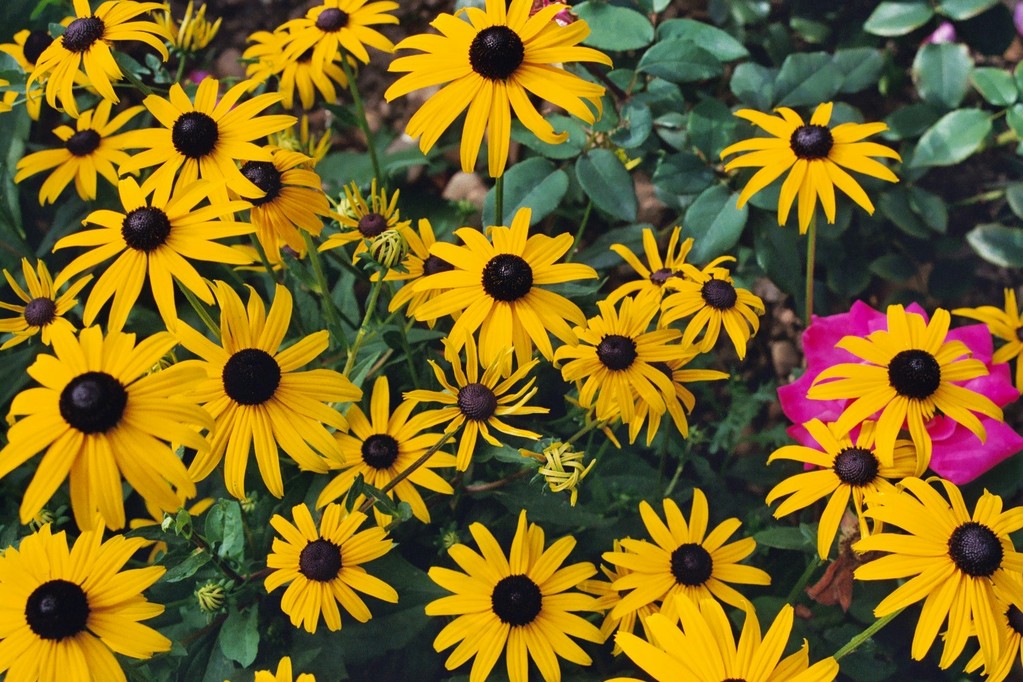 Marguerites