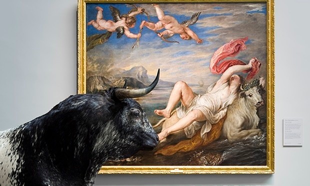 Ausgestopfter Stier vor Peter Paul Rubens, Der Raub der Europa, 1628/29, Museo del Prado, 2013/14