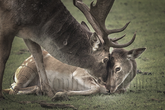 Wildlife park, Ernstbrunn, Lower Austria, Austria