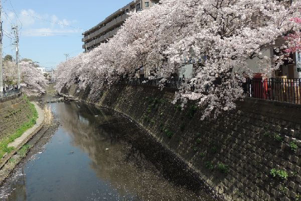 此の画像は弘明寺の川の風景