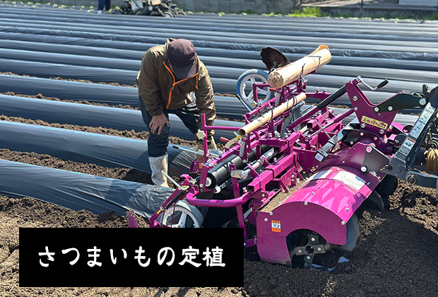 さつまいもの定植