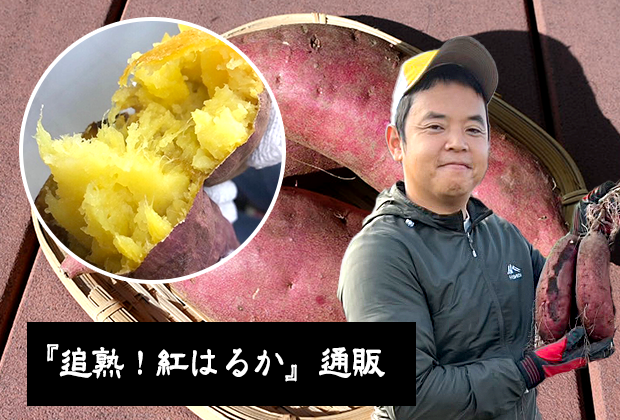 追熟！紅はるか 通販スタート