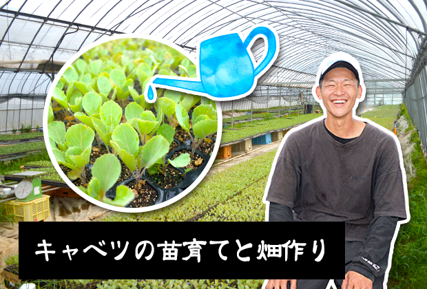 キャベツの苗育てと畑作り