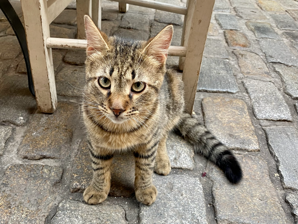 Kommentar: Du hattest Hackbällchen und ich nicht 😏 (ich glaube, vorwurfsvoller kann eine Katze nicht gucken)