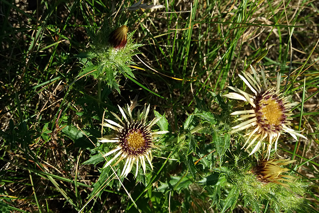 Einige Golddisteln blühten noch. Foto: Cornelia Schilling