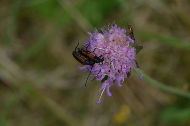 Gemeiner Schmalbock Foto: Cornelia Schilling