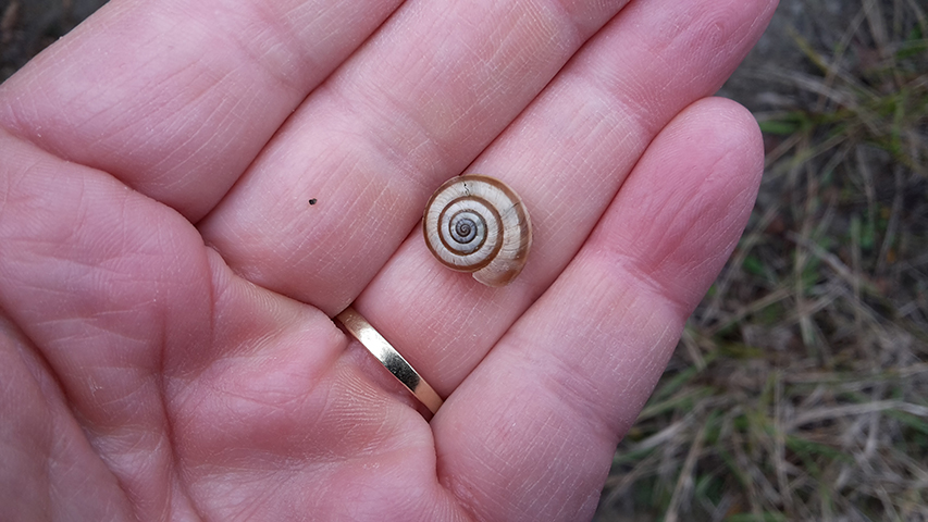 Die Gemeine (westliche) Heideschnecke