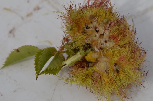 Die Larven der Gemeinen Rosengallwespen entwickeln sich im Schlafapfel.