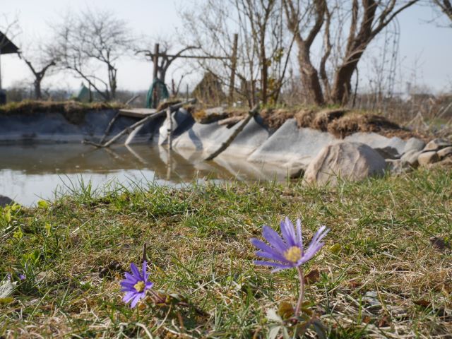 Der neu angelegte Teich für die Wechselkröten.