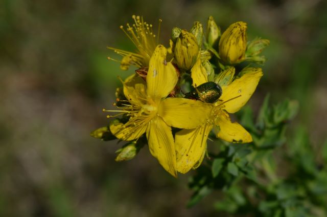 Tüpfel-Johanniskraut. Foto: Cornelia Schilling