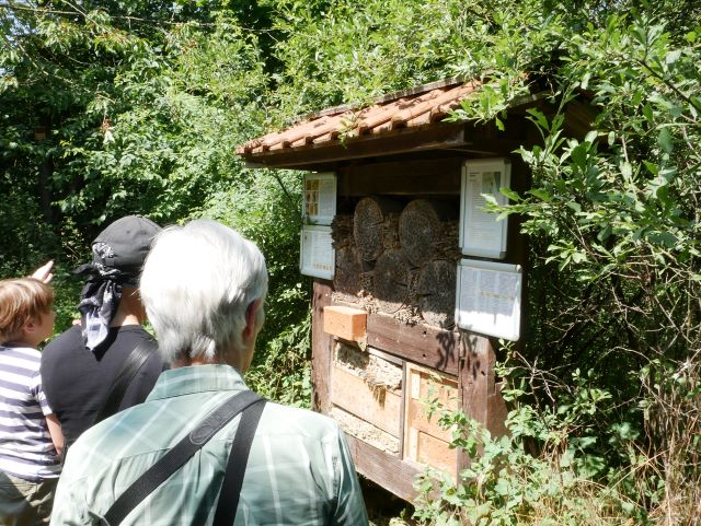 Wir bestaunen die Bestimmungshilfen für Wildbienen und das Insektenhotel