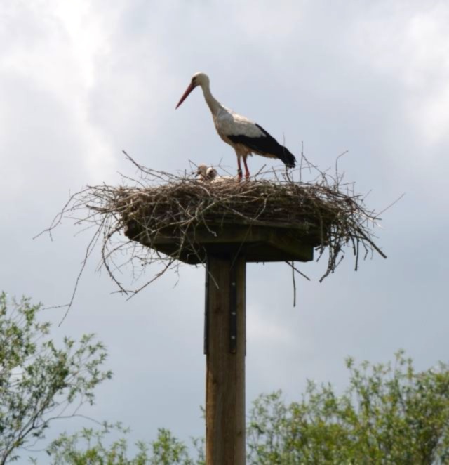 Störche in Fümmelse mit Nachwuchs.