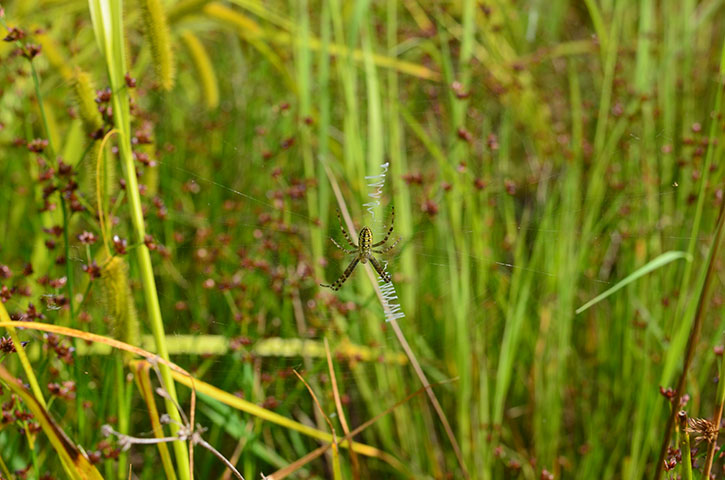 Zebraspinne