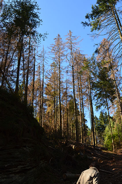 Der Borkenkäfer hinterlässt sichtbare Spuren.