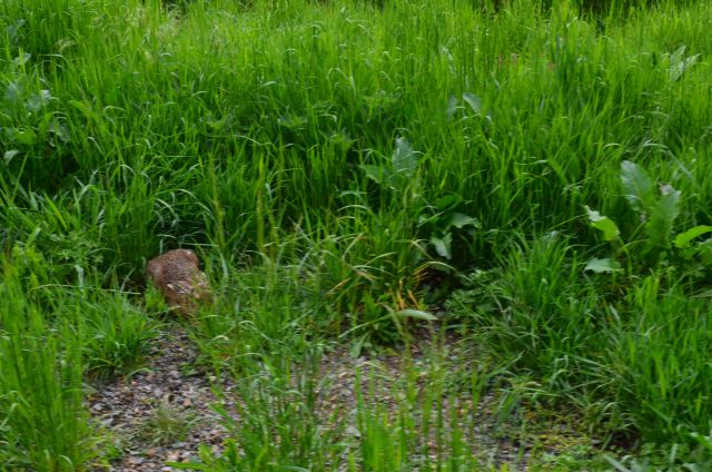 Ein Hase saß am Wegesrand.