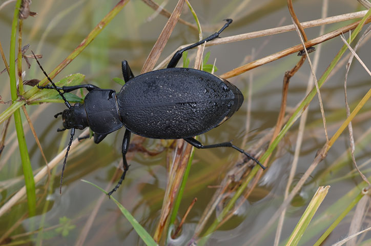 Lederlaufkäfer