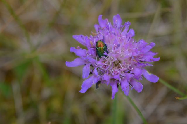 Blattkäfer an Acker-Witwenblume. Foto: Cornelia Schilling