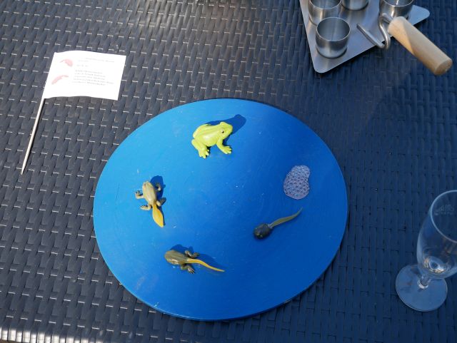 Die Entwicklung der Amphibien im Teich