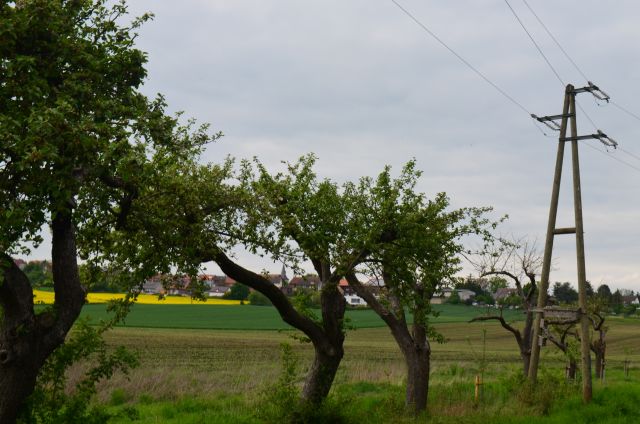 Alte knorrige Bäume mit Faulstellen - so wichtig für die Natur