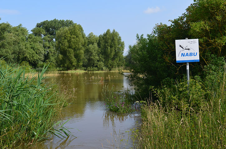 Blick auf die Wiese mit Großem Wiesenknopf