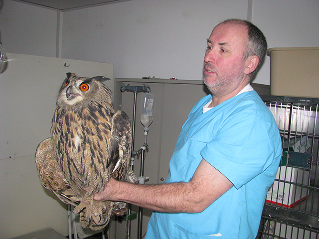 Dr. Jürgen Brinkmeier, Tierarzt in Wolfenbüttel, mit dem verletzten Uhu. 