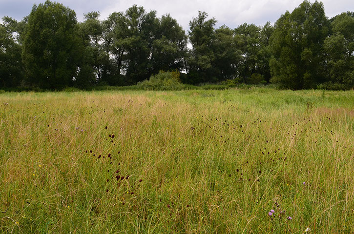 Die Wiese mit Großem Wiesenknopf