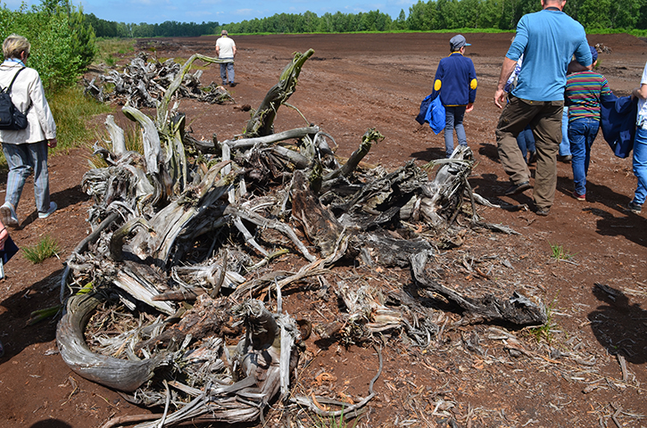 4000 Jahre altes Holz der Moor-Eiche