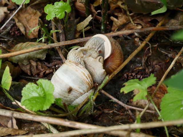 Verpaarte Weinbergschnecken.