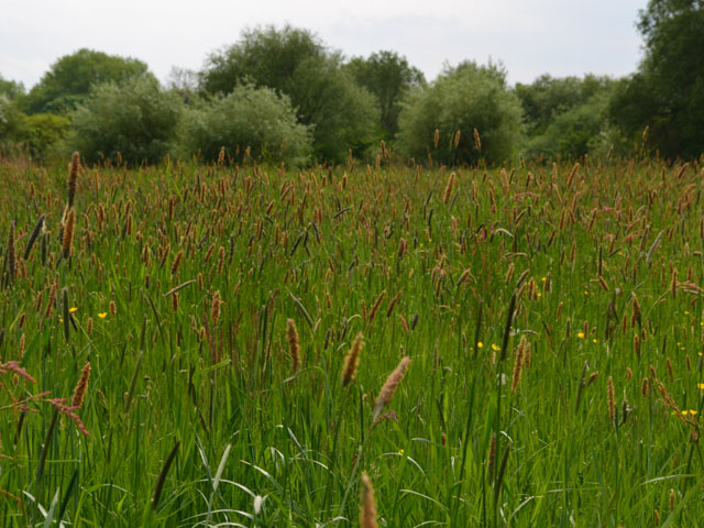 Wiesen-Fuchsschwanz