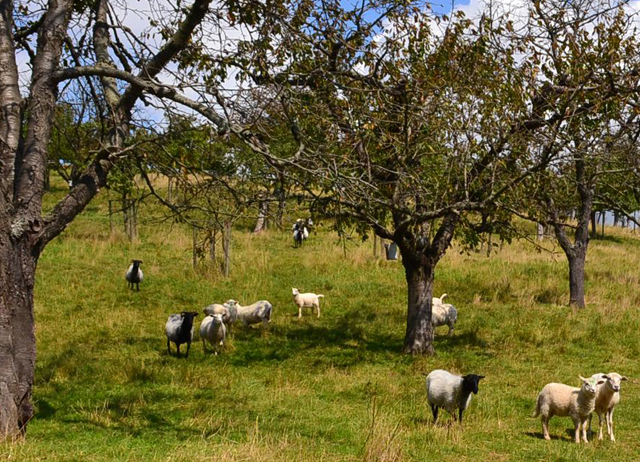 Schafe auf dem Kirschenberg