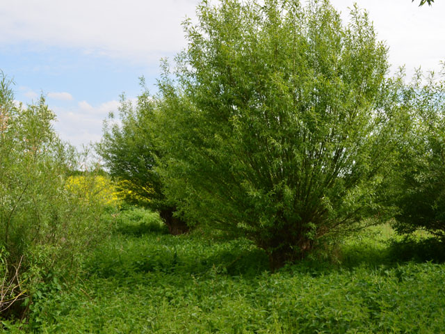 Die Kopfweiden