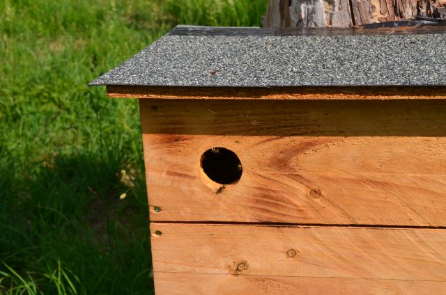 Wespen haben einen unserer Kästen für den Wiedehopf okkupiert. Foto: Cornelia Schilling