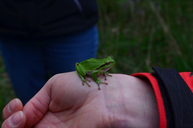 Ein Laubfrosch war aufgefunden worden.