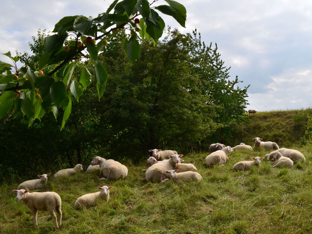 Die Leineschafe auf dem Ösel